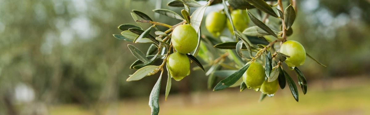 Next APS talk: Olive trees in Malta & olive oil production