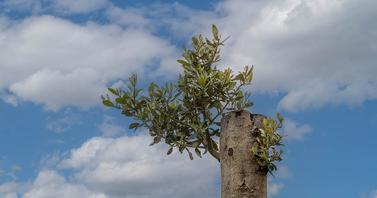 Next APS talk: Olive tree pruning & olive oil quality